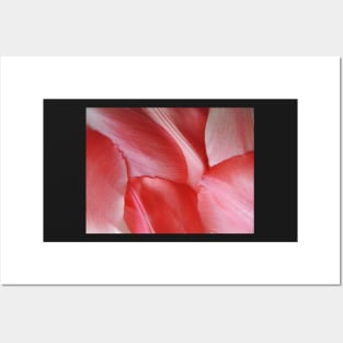 Petal Abstract Posters and Art